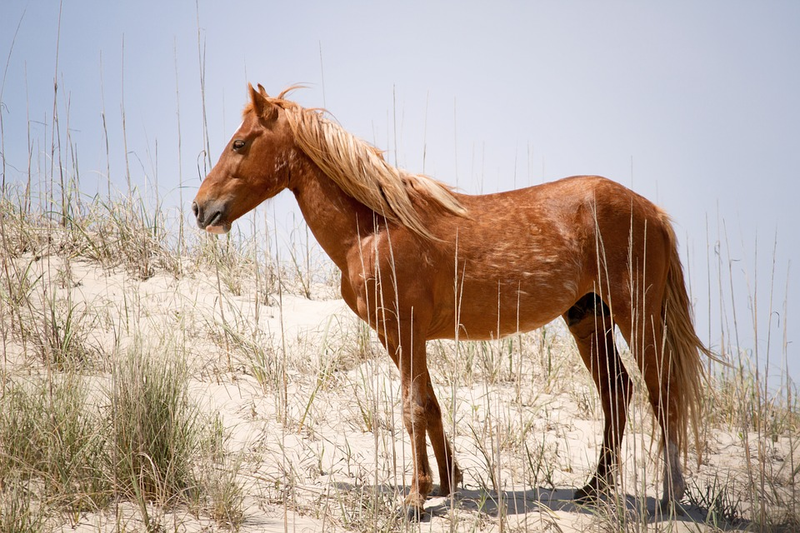 Illustration for article titled Estos caballos salvajes tienen un truco para sobrevivir a los huracanes sin ayuda del ser humano